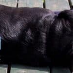 Sleeping dog at Muskoka cottage