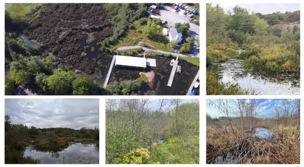 Clevelands House wetland at Wallace Bay in Minett, a densely vegetated marsh between the marina and resort lands on Lake Rosseau.