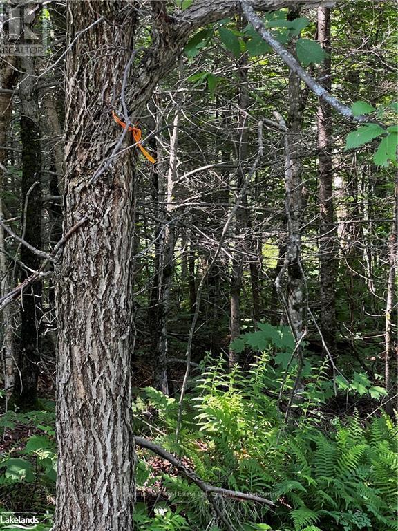 4655 Aspdin Road, Muskoka Lakes, Ontario  P0C 1J0 - Photo 8 - X10897755