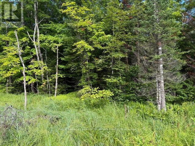 1788 Old Muskoka Road, Huntsville, Ontario  P0B 1M0 - Photo 2 - X11993861