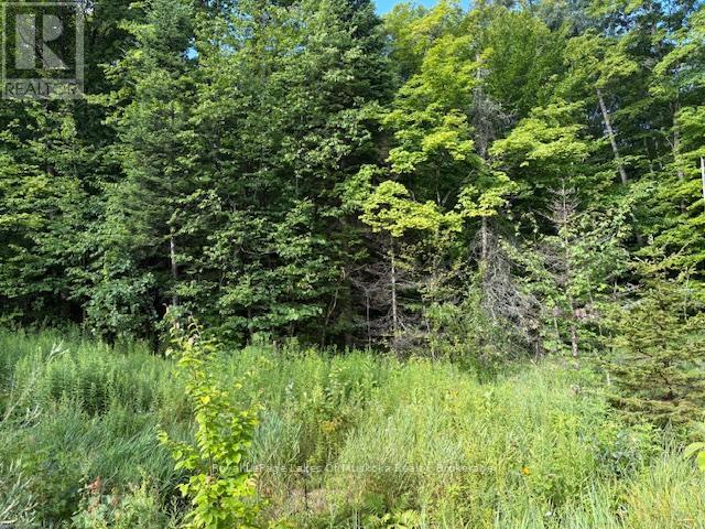 1788 Old Muskoka Road, Huntsville, Ontario  P0B 1M0 - Photo 4 - X11993861