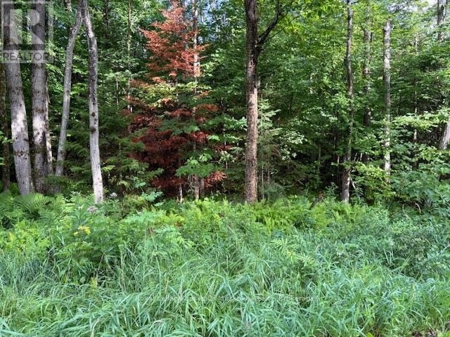 1788 Old Muskoka Road, Huntsville, Ontario  P0B 1M0 - Photo 6 - X11993861