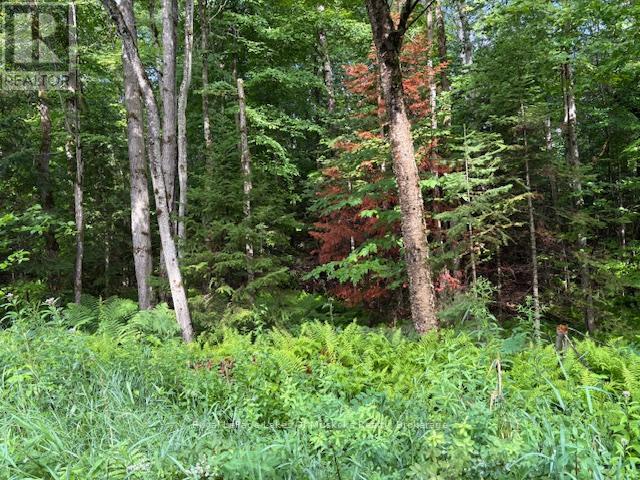 1788 Old Muskoka Road, Huntsville, Ontario  P0B 1M0 - Photo 8 - X11993861