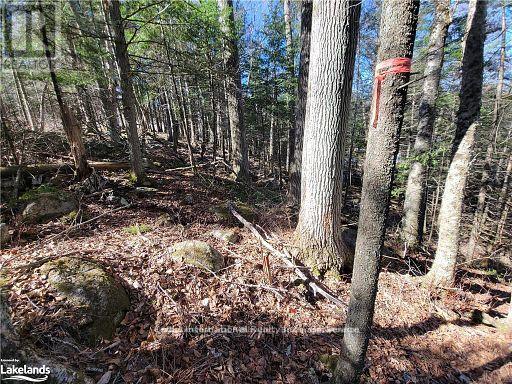 0 Highway 35 Highway, Lake Of Bays, Ontario  P0A 1E0 - Photo 30 - X11996909