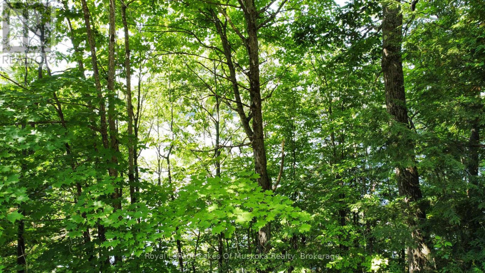 1030 Mccabe Road, Lake Of Bays, Ontario  P0B 1A0 - Photo 7 - X12189109