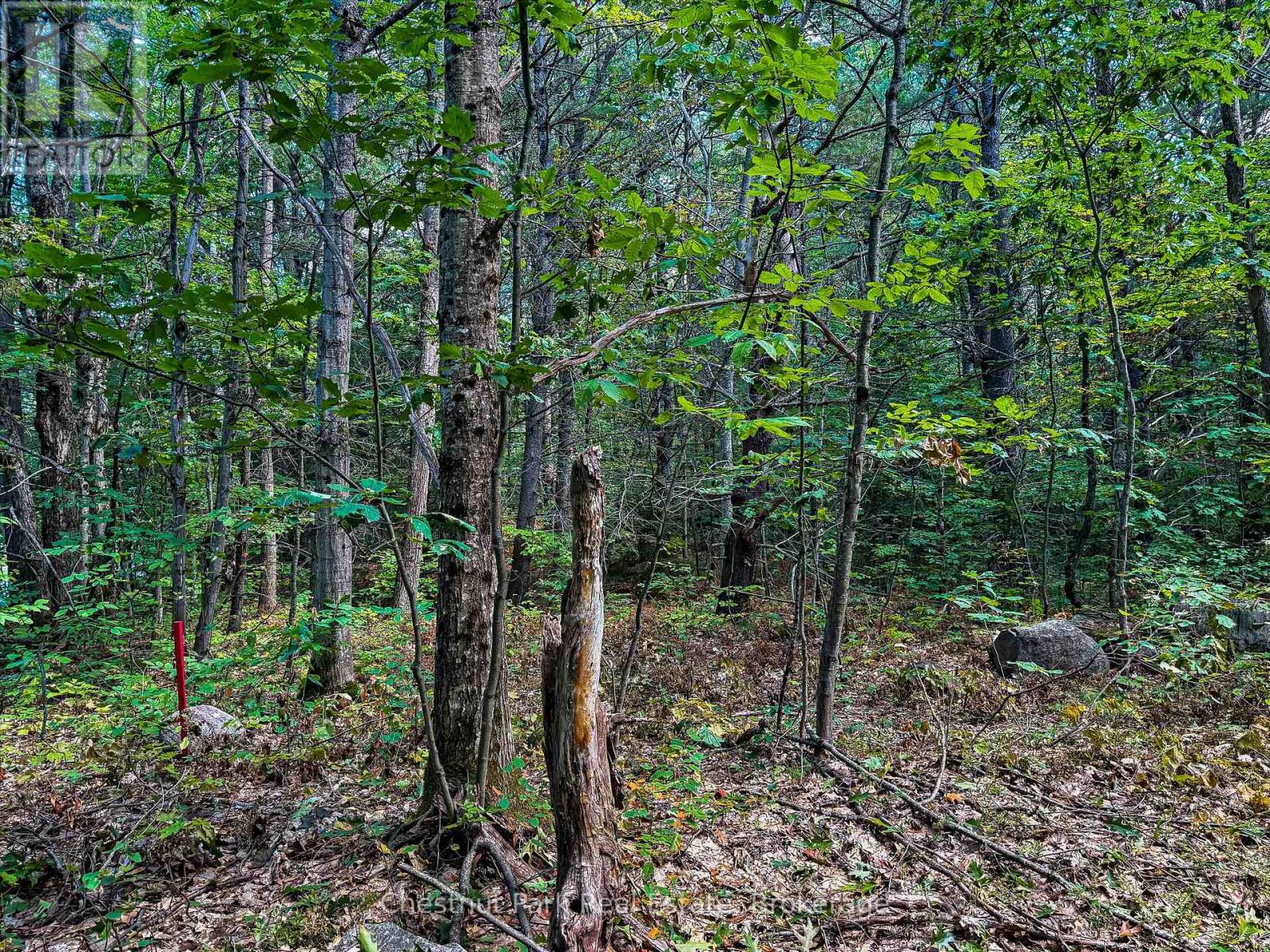 0 Langford Road, Lake Of Bays, Ontario  P0B 1A0 - Photo 4 - X12362114