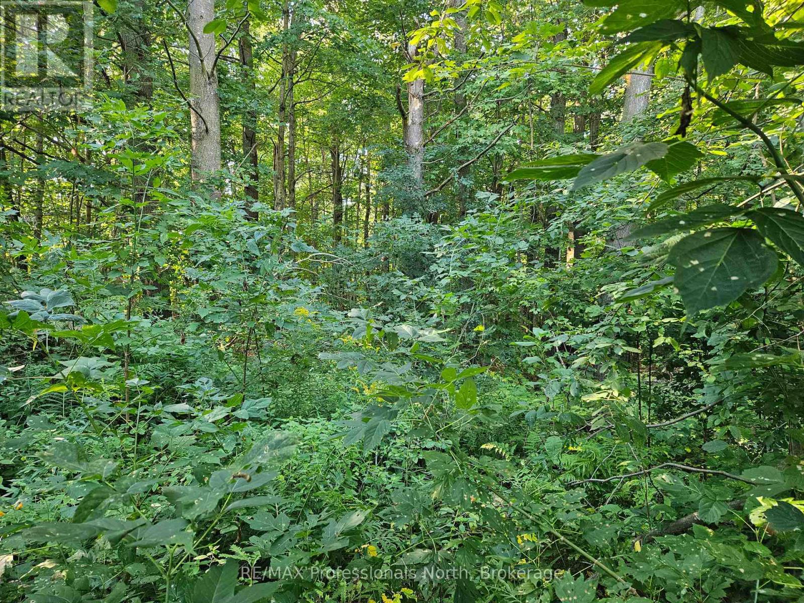 184 Richard Street, Bracebridge, Ontario  P1L 1J3 - Photo 3 - X12375335