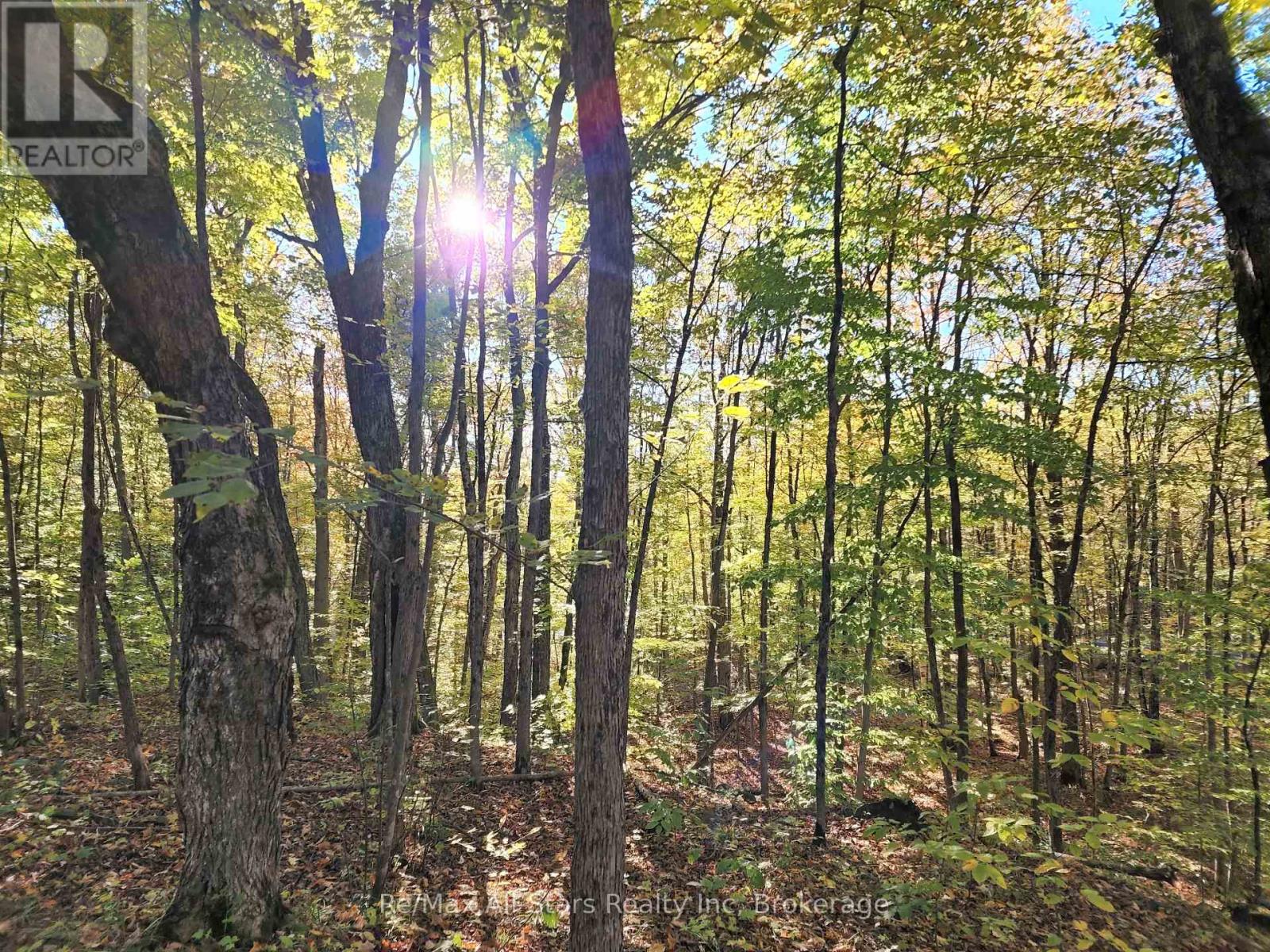 A Tally Ho Winter Park Road, Lake Of Bays, Ontario  P1H 2J6 - Photo 12 - X12382112