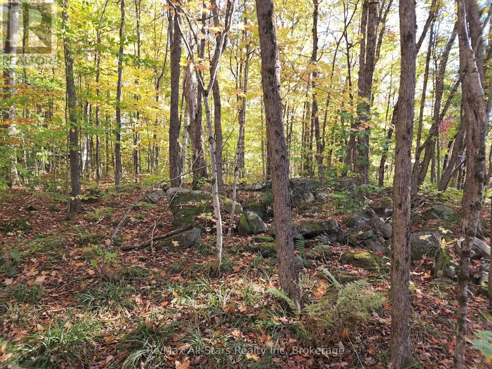 A Tally Ho Winter Park Road, Lake Of Bays, Ontario  P1H 2J6 - Photo 5 - X12382112