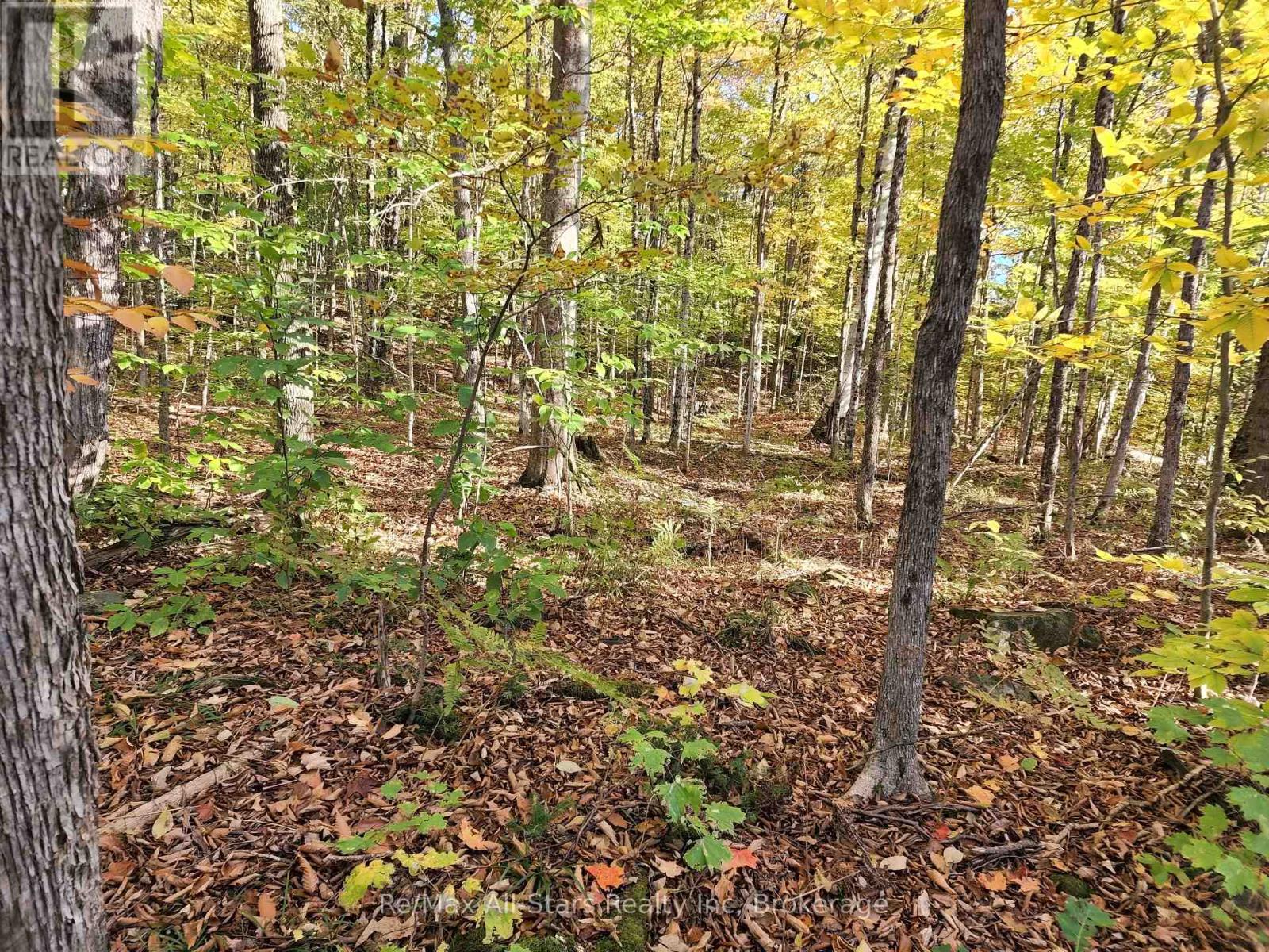 A Tally Ho Winter Park Road, Lake Of Bays, Ontario  P1H 2J6 - Photo 6 - X12382112