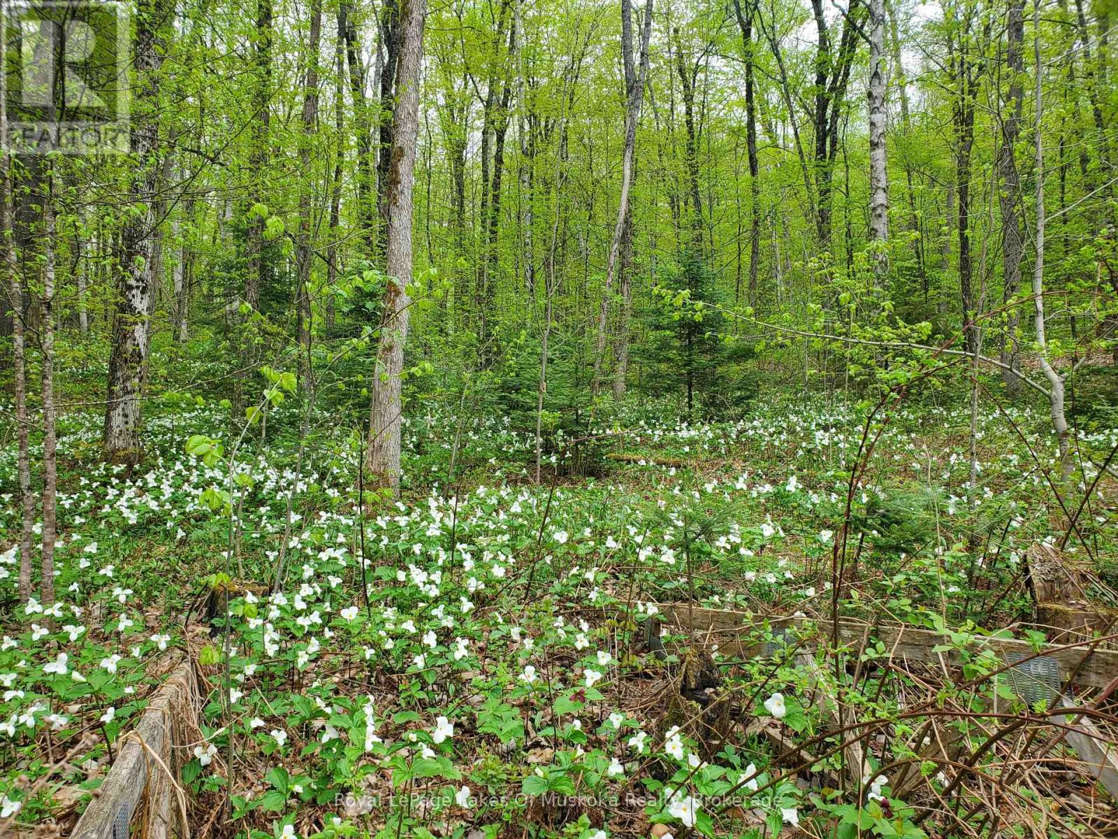 4244 Muskoka Road 117, Lake Of Bays, Ontario  P0B 1A0 - Photo 1 - X12414876