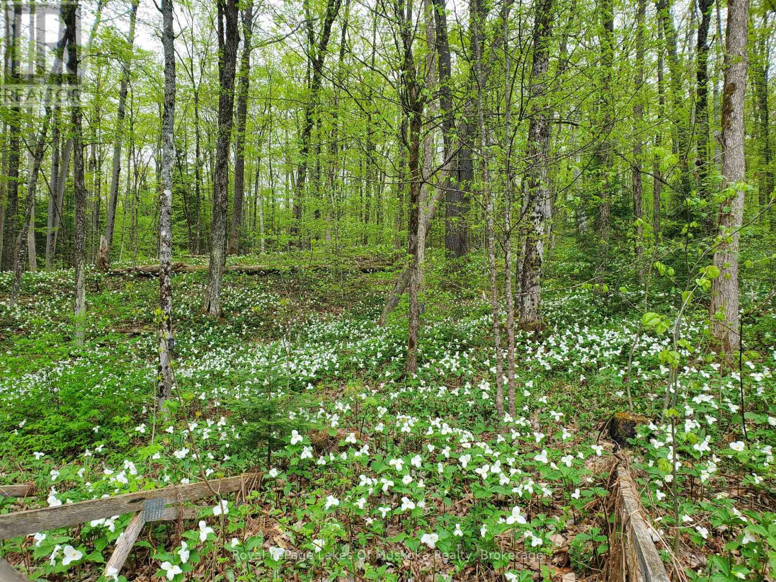 4244 Muskoka Road 117, Lake Of Bays, Ontario  P0B 1A0 - Photo 26 - X12414876