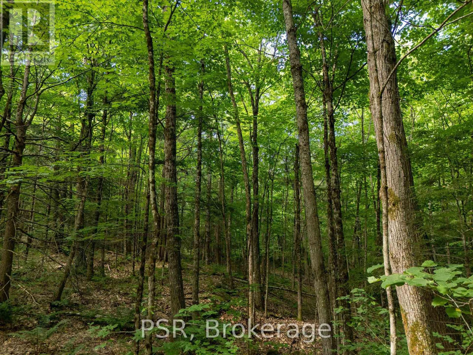 1465 Canning Road, Gravenhurst, Ontario  P0E 1N0 - Photo 18 - X12421884