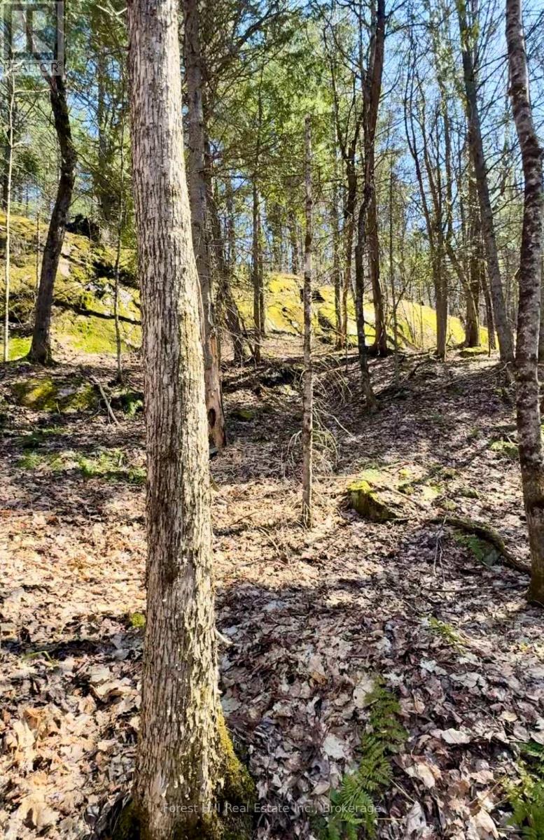 Lt32c9 Concession Line Concession, Lake Of Bays, Ontario  P0A 1B0 - Photo 47 - X12429830