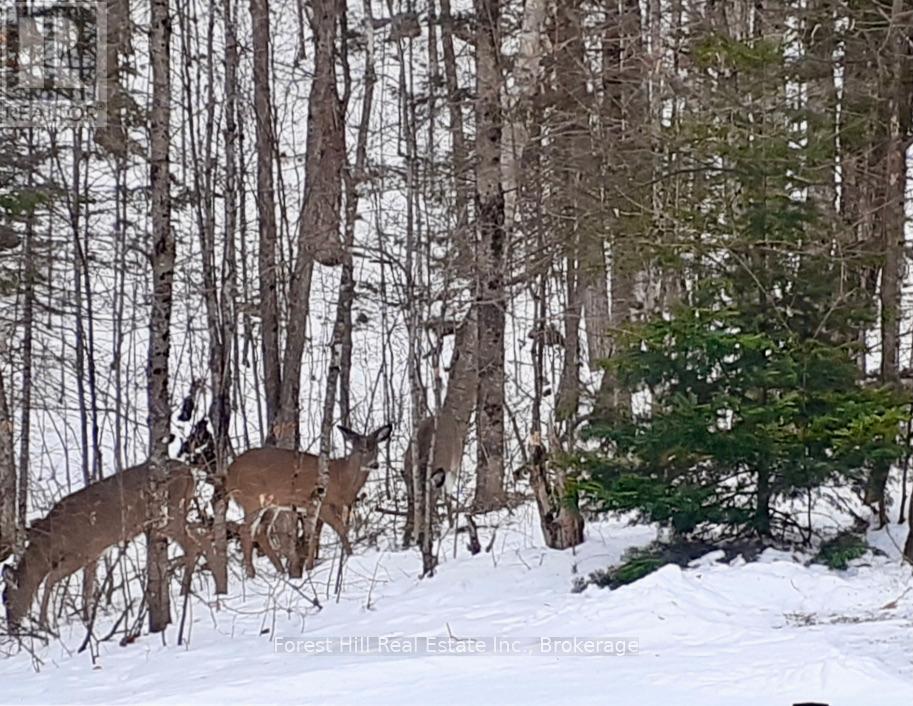 1474 Etwell Road, Huntsville, Ontario  P1H 2J2 - Photo 46 - X12438715