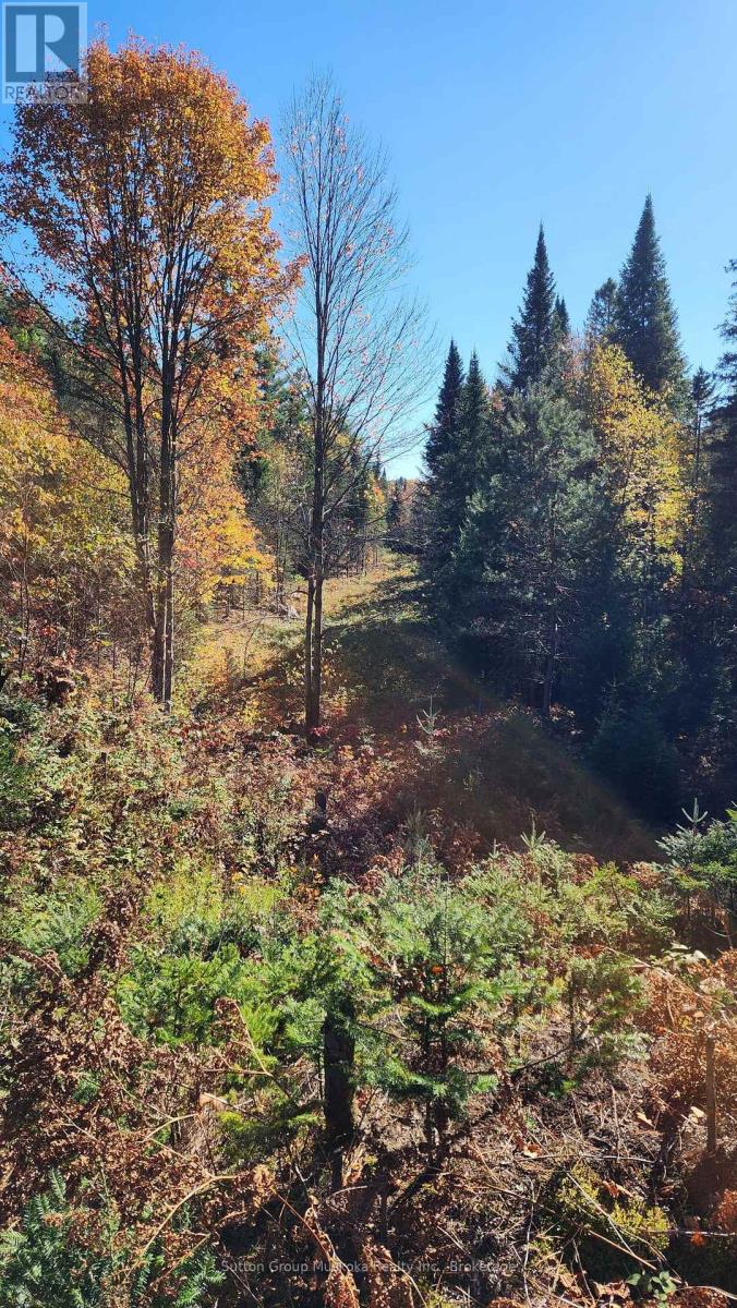 00 Red Pine Trail, Bracebridge, Ontario  P0B 1L0 - Photo 6 - X12456558