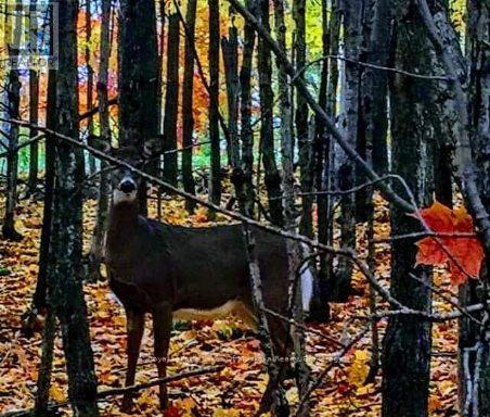 307 - 12 Bigwin Island Island, Lake Of Bays, Ontario  P0A 1E0 - Photo 27 - X12458411