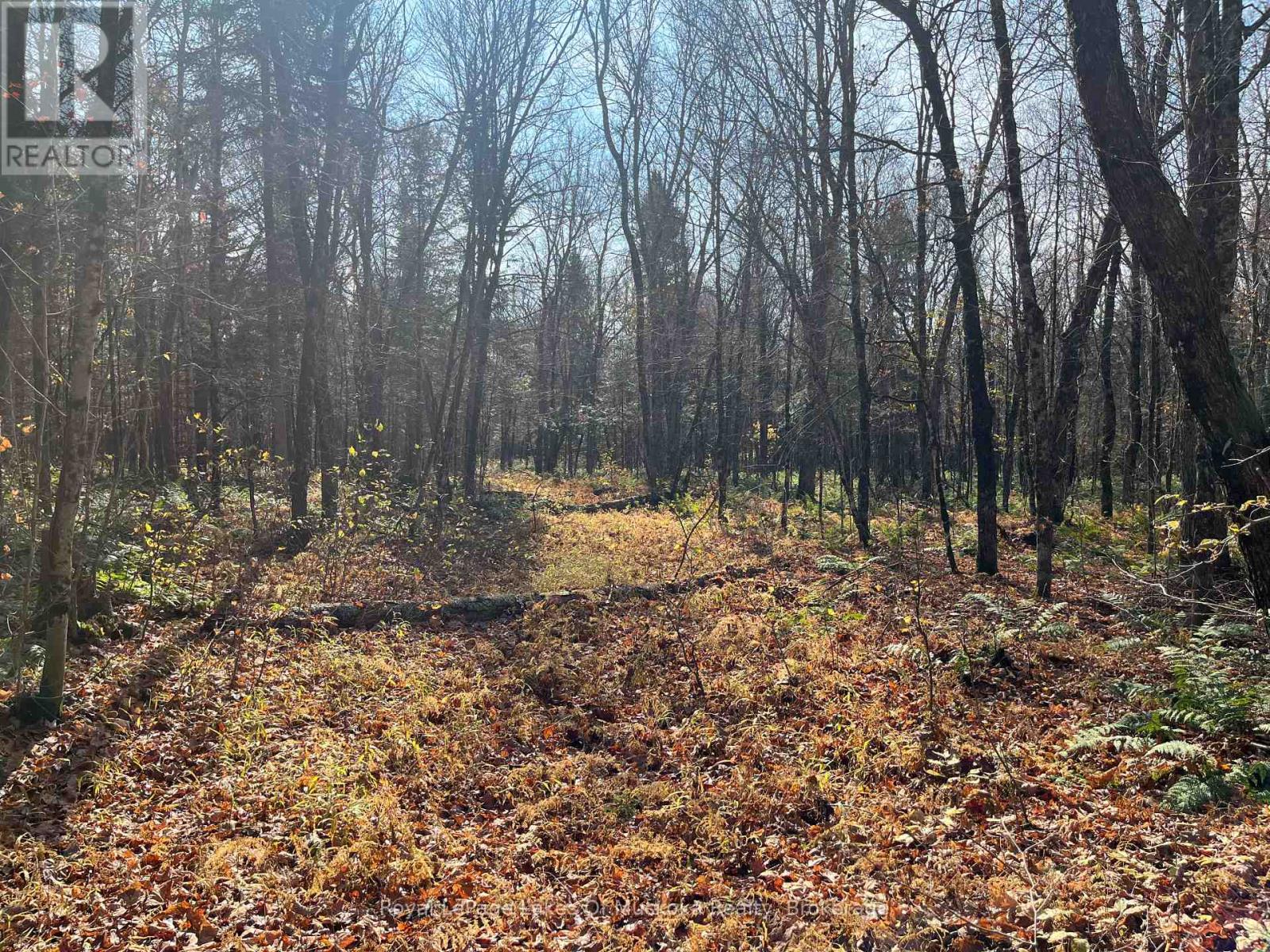 267 & 321 Cardwell Lake Road, Huntsville, Ontario  P0B 1M0 - Photo 35 - X12471427