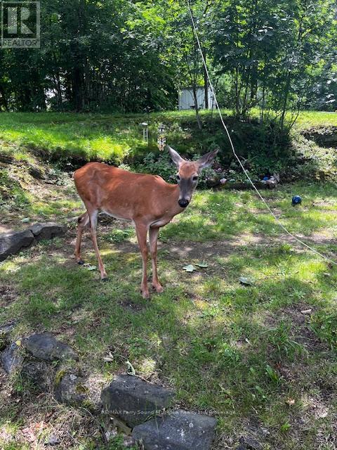 17 Adelaide Street, Parry Sound, Ontario  P2A 1H2 - Photo 30 - X12494584