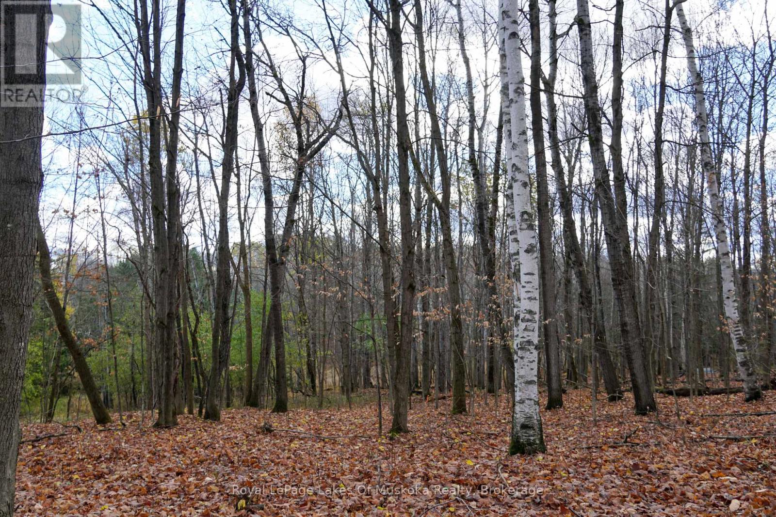 8 Rice Lane, Huntsville, Ontario  P1H 1V4 - Photo 4 - X12523984