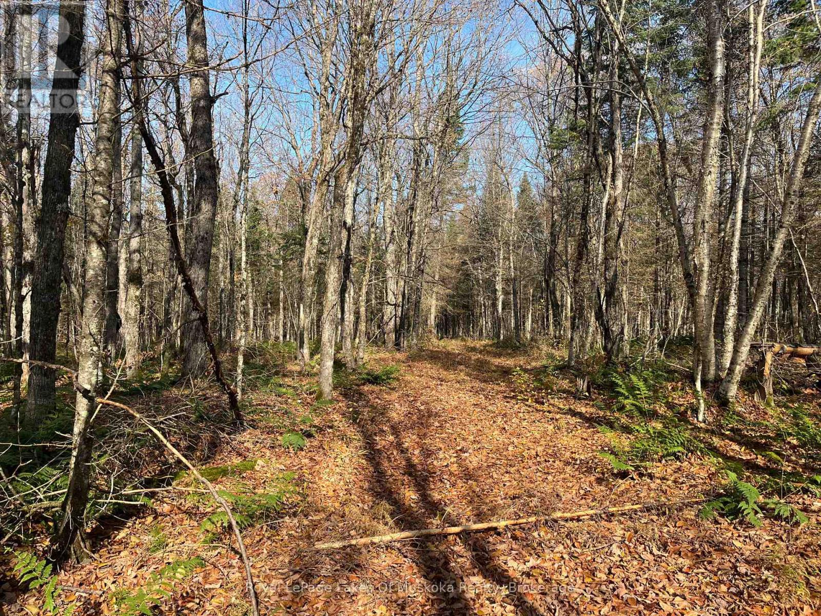 267 & 321 Cardwell Lake Road, Huntsville, Ontario  P0B 1M0 - Photo 17 - X12717688