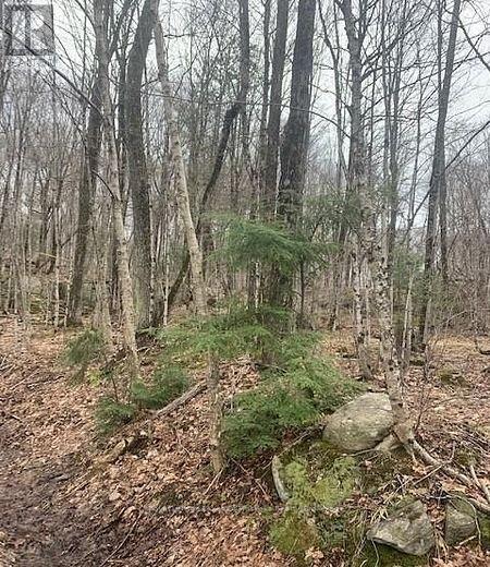 1154 Delia Road, Bracebridge, Ontario  P0B 1L0 - Photo 5 - X12728514