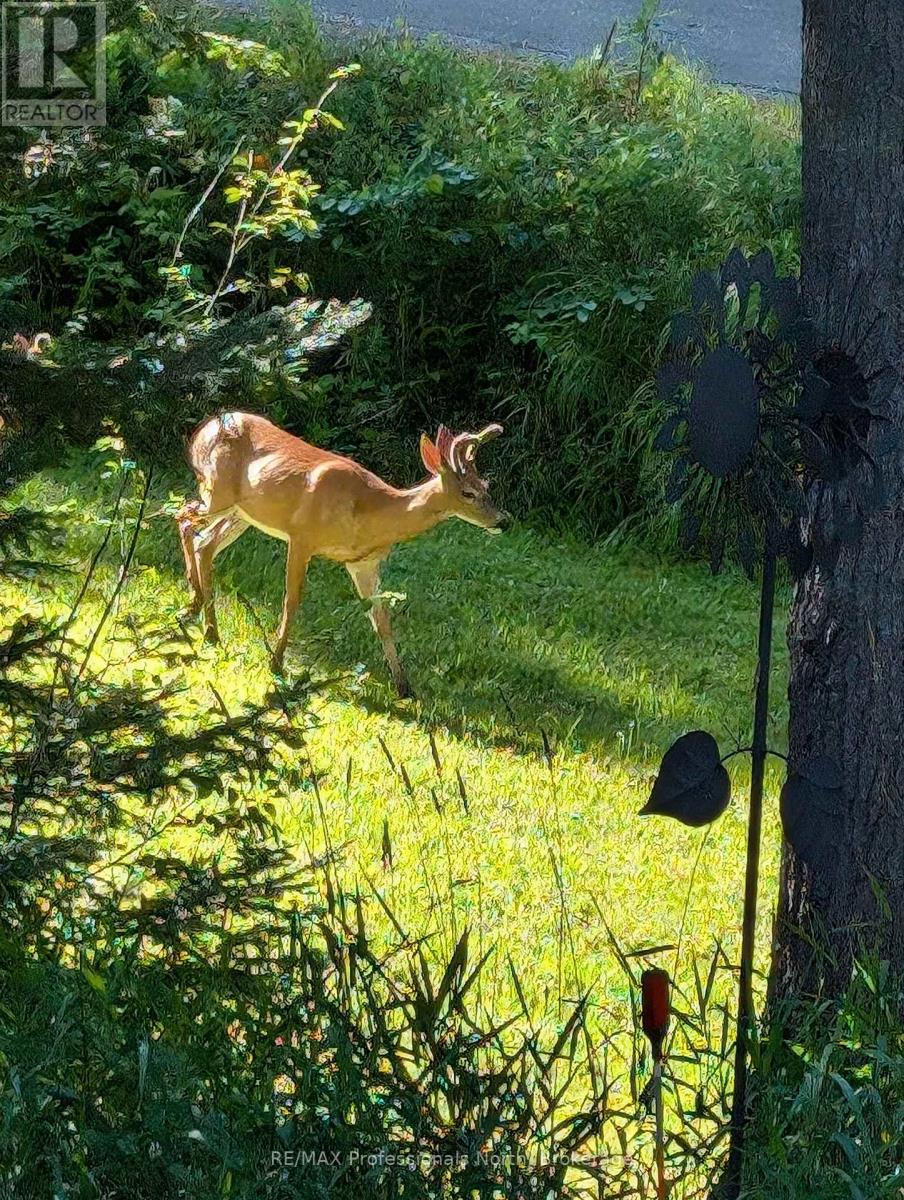 224 Stephenson 4 Road W, Huntsville, Ontario  P0B 1M0 - Photo 28 - X12800202