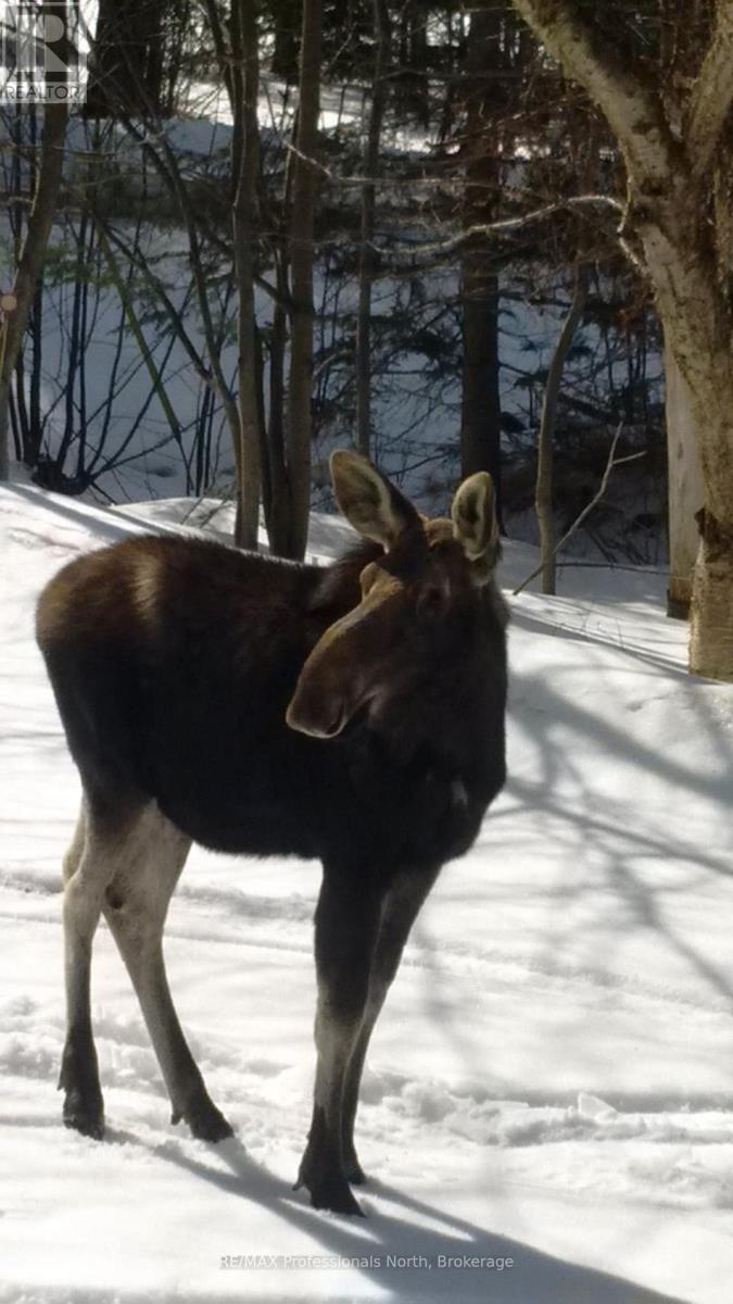 224 Stephenson 4 Road W, Huntsville, Ontario  P0B 1M0 - Photo 29 - X12800202