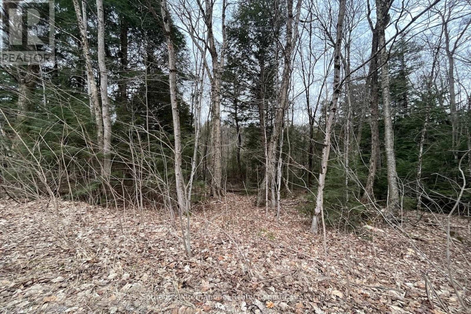 1031 Haven Road, Bracebridge, Ontario  P1L 1X1 - Photo 8 - X12840170