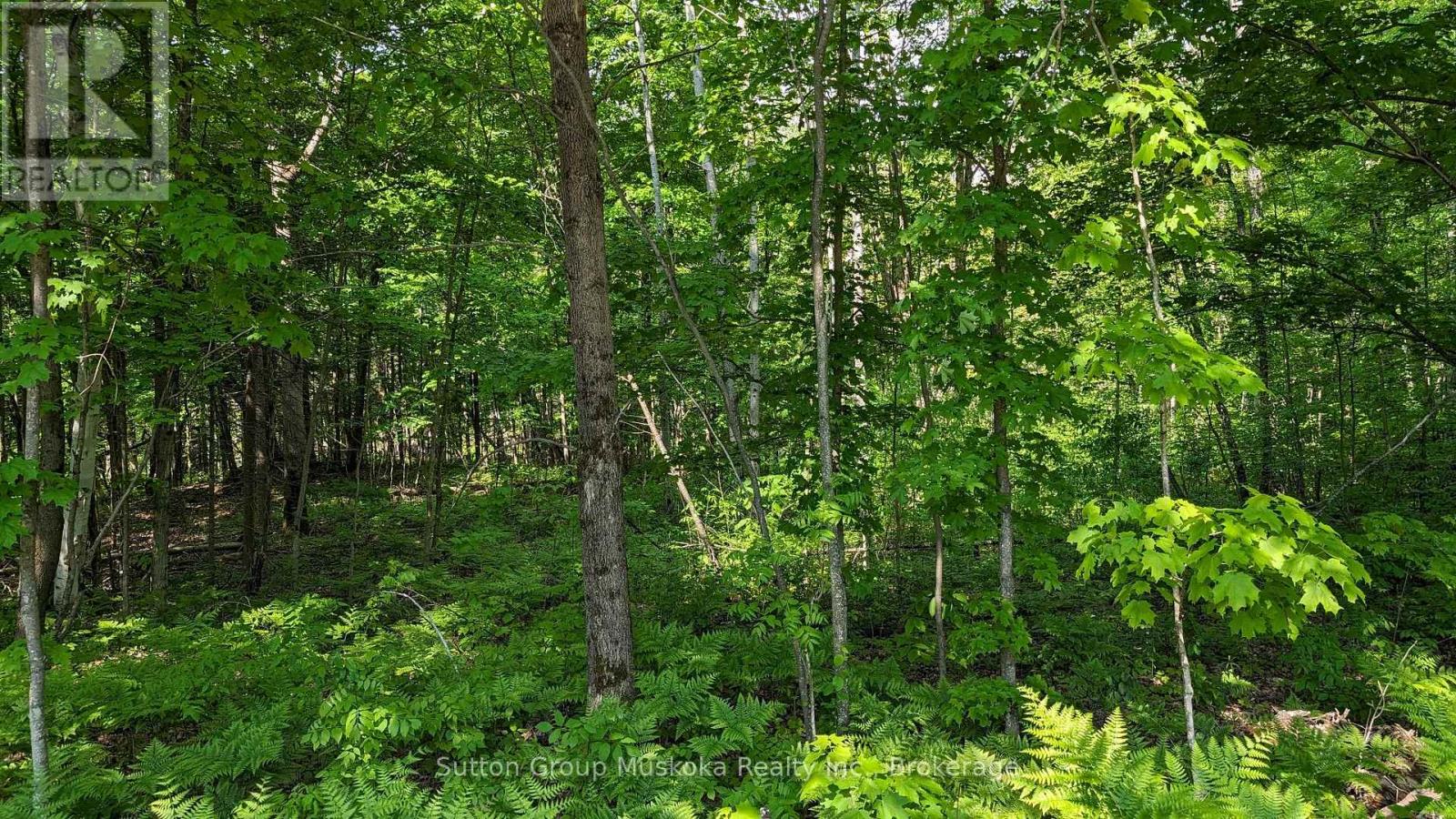 Lot 1 Tally-Ho Winter Park Road, Lake Of Bays, Ontario  P1H 2E8 - Photo 8 - X12881730