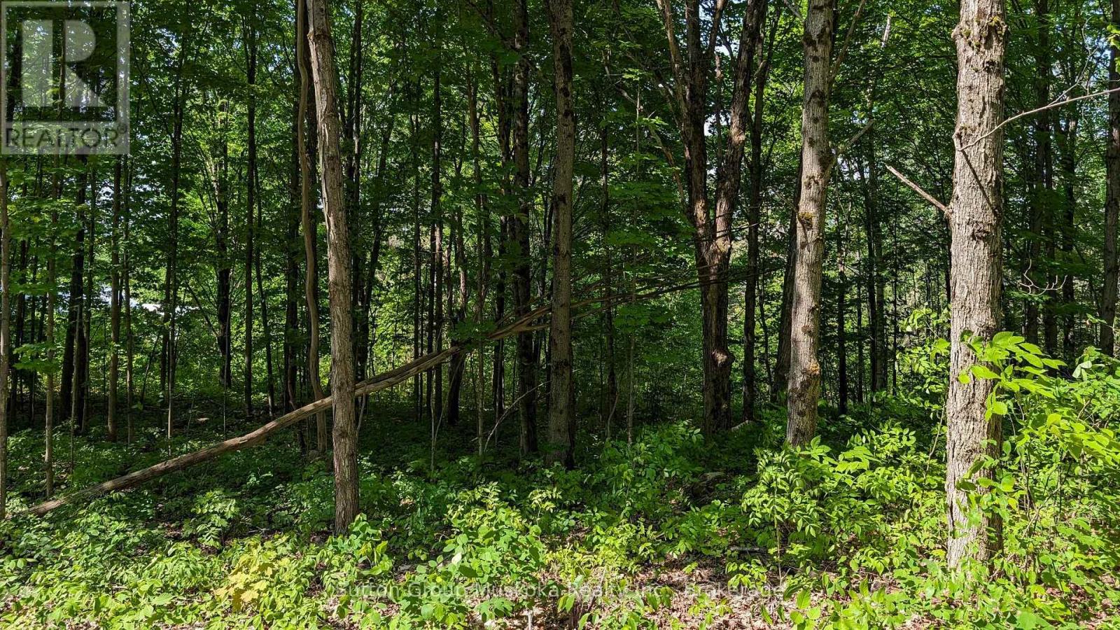 Lot 2 Tally-Ho Winter Park Road, Lake Of Bays, Ontario  P1H 2E5 - Photo 9 - X12881752