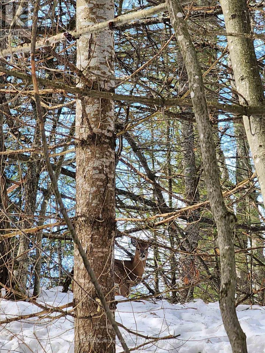 00 Manitoba Street, Bracebridge, Ontario  P1L 1W9 - Photo 6 - X12884116