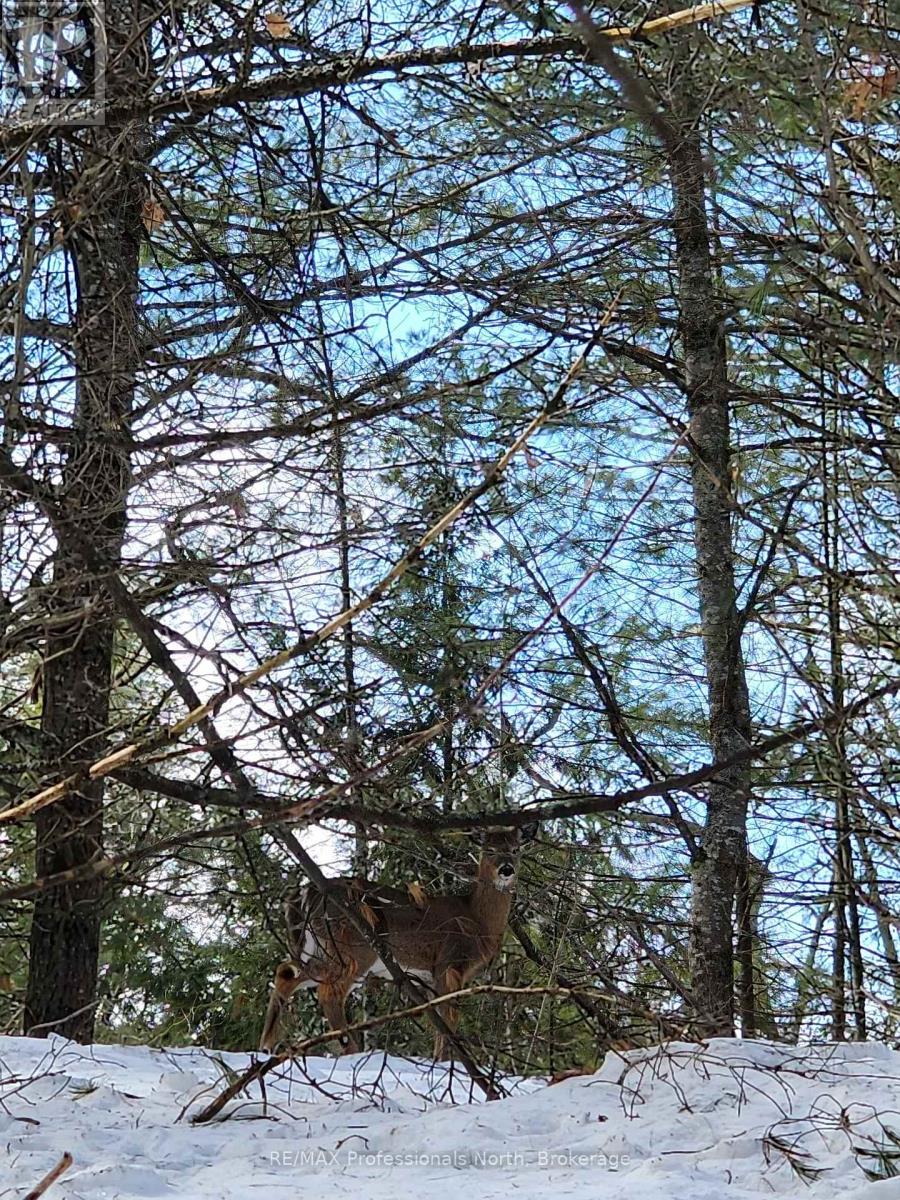 00 Manitoba Street, Bracebridge, Ontario  P1L 1W9 - Photo 7 - X12884116