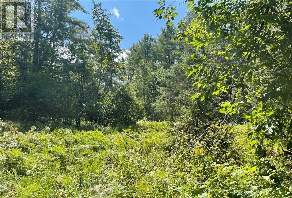 304 Old North Road N, Huntsville, Ontario  P1H 2J4 - Photo 26 - X12897164