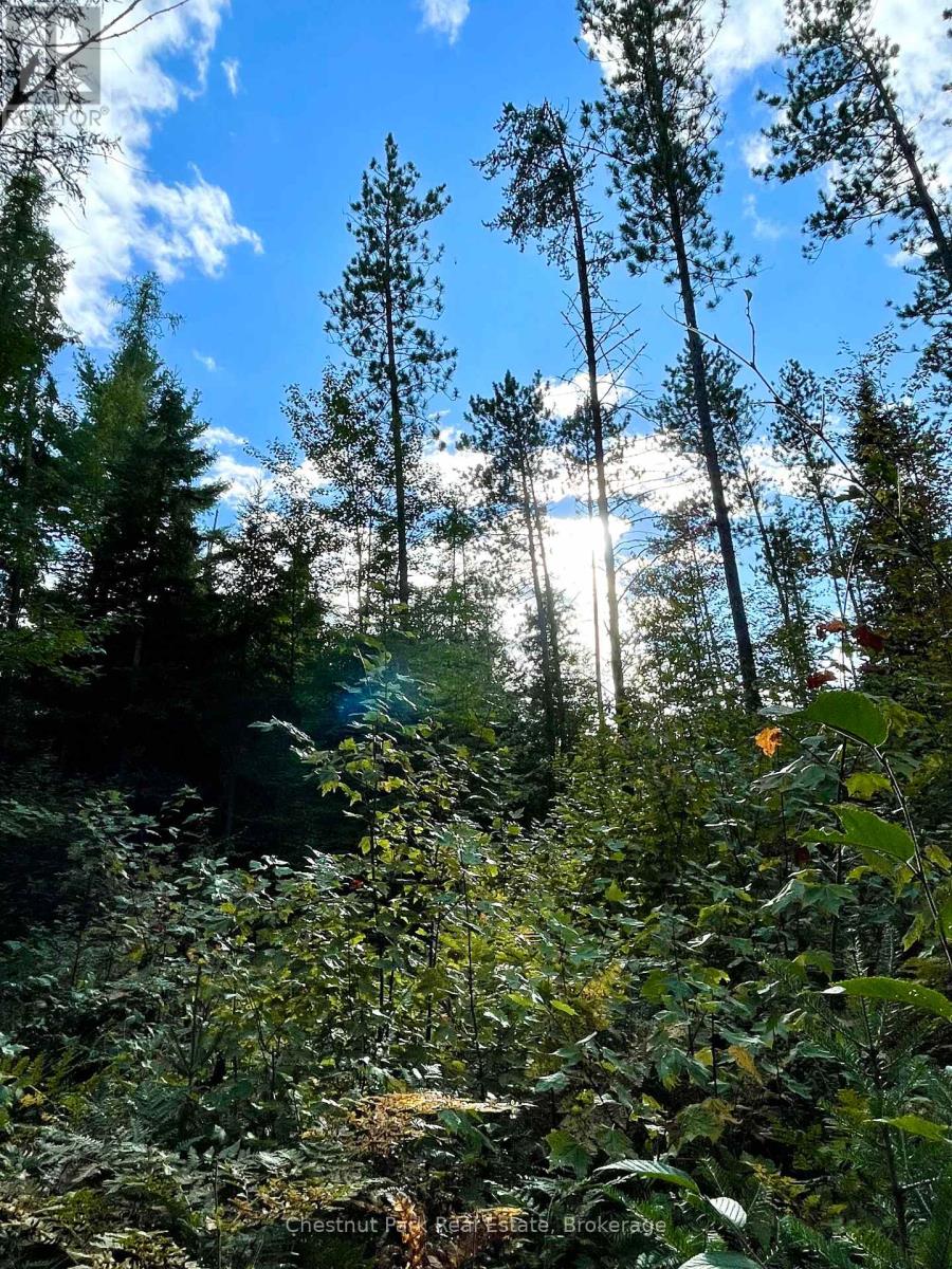 0 Cardwell Lake Road, Huntsville, Ontario  P0B 1M0 - Photo 22 - X12908454