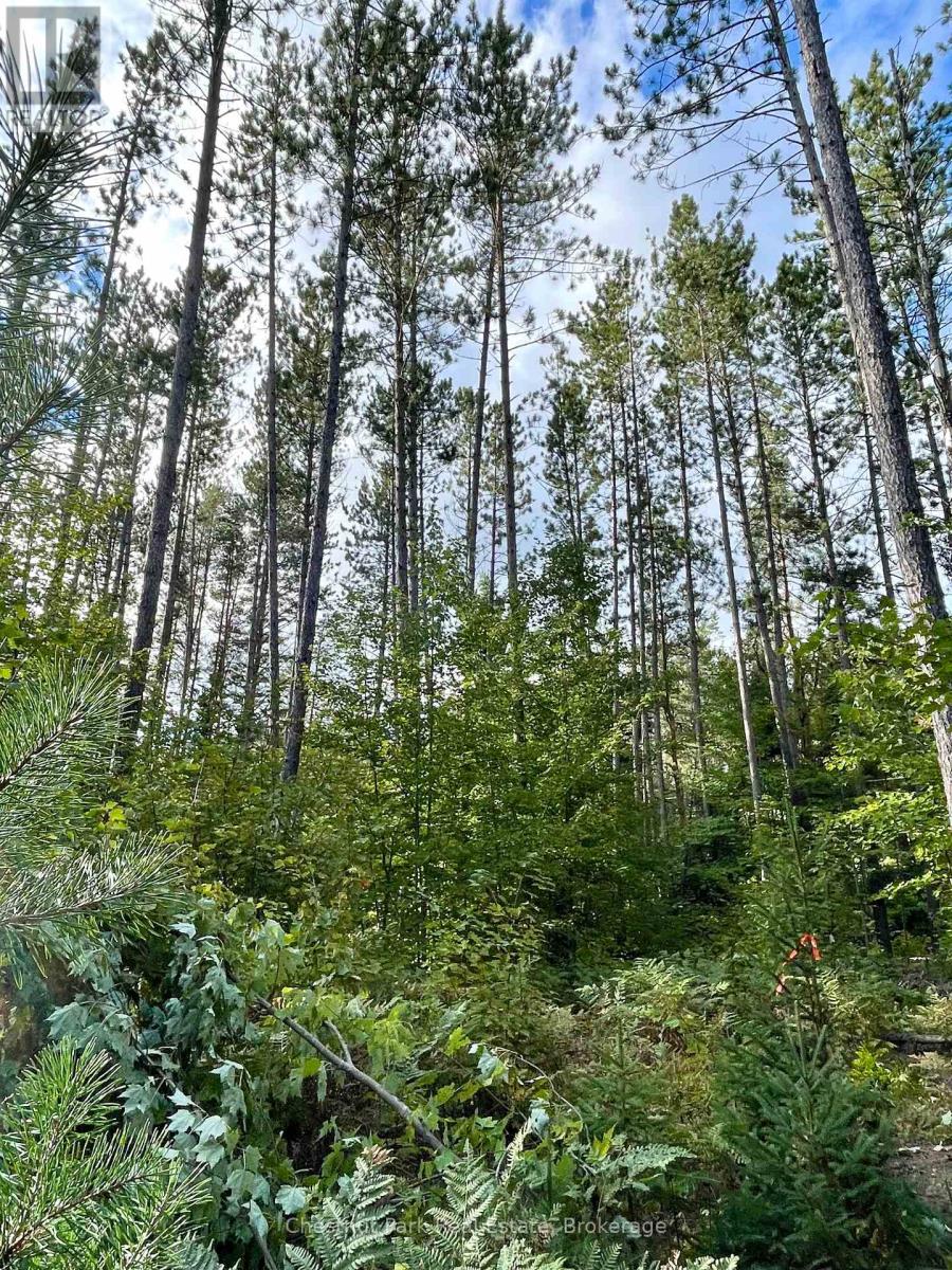 0 Cardwell Lake Road, Huntsville, Ontario  P0B 1M0 - Photo 23 - X12908454