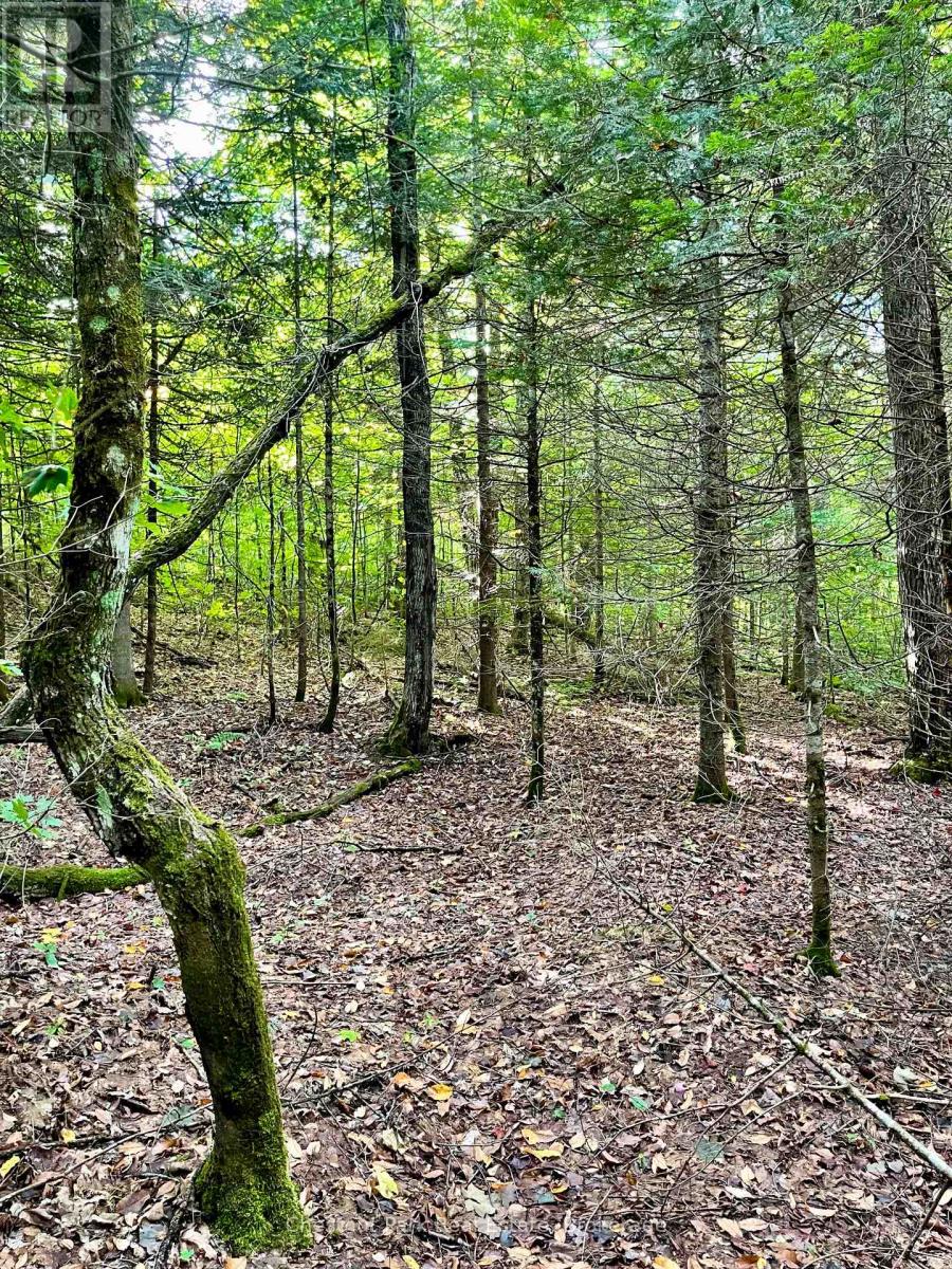 0 Cardwell Lake Road, Huntsville, Ontario  P0B 1M0 - Photo 24 - X12908454