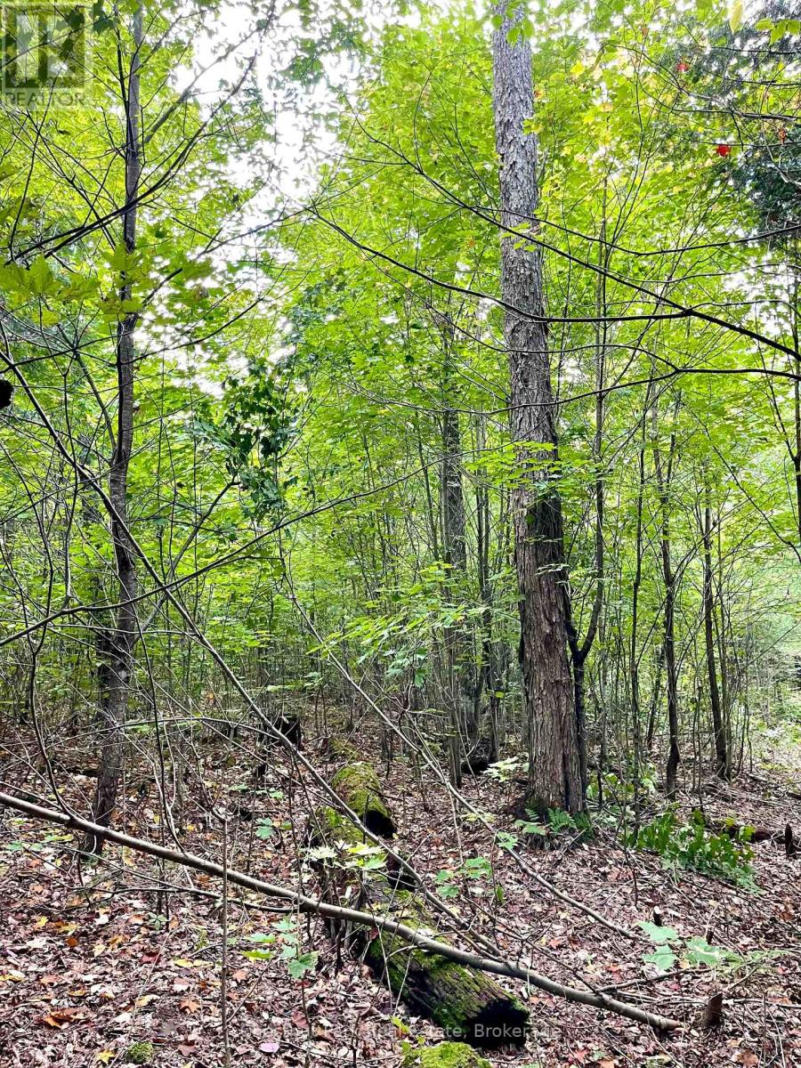 0 Cardwell Lake Road, Huntsville, Ontario  P0B 1M0 - Photo 25 - X12908454