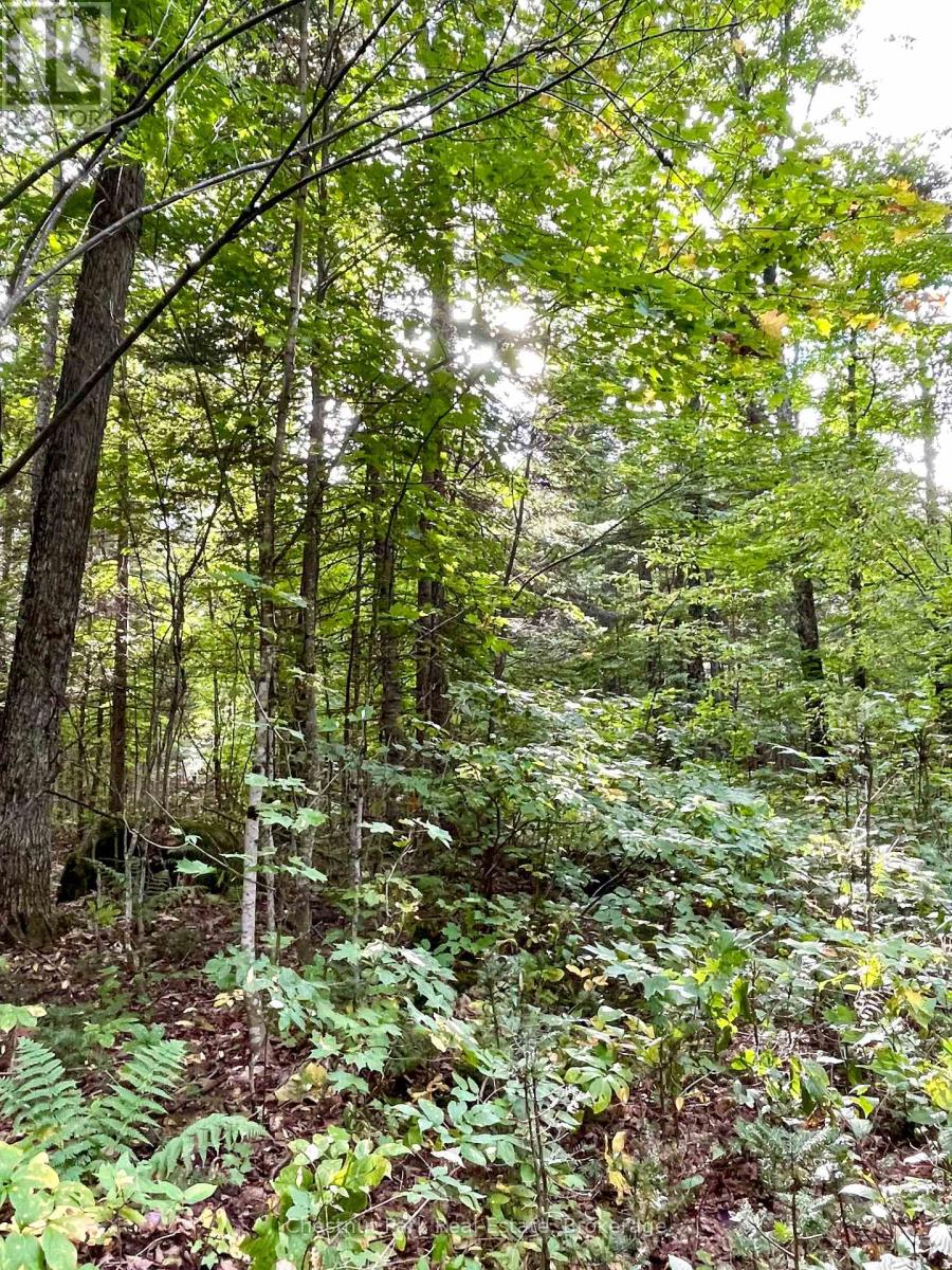 0 Cardwell Lake Road, Huntsville, Ontario  P0B 1M0 - Photo 27 - X12908454