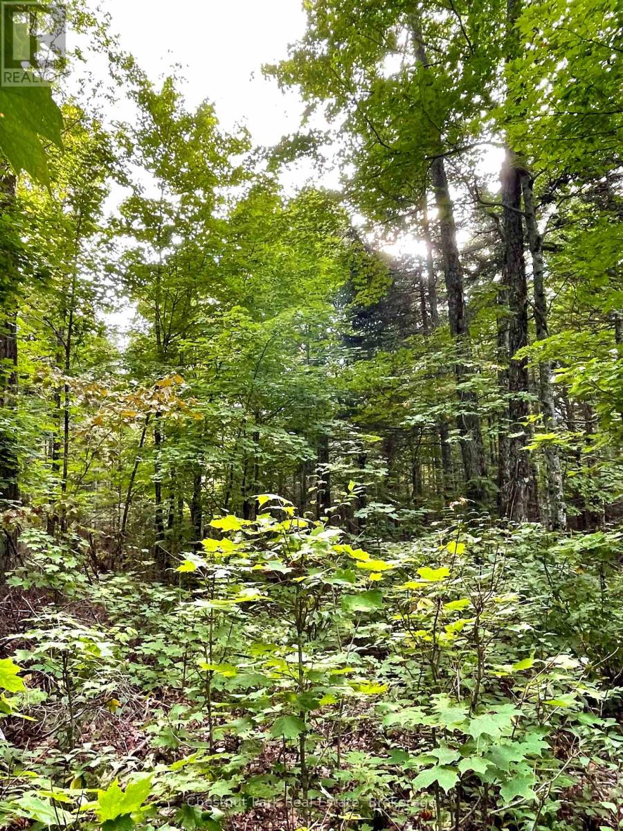 0 Cardwell Lake Road, Huntsville, Ontario  P0B 1M0 - Photo 28 - X12908454