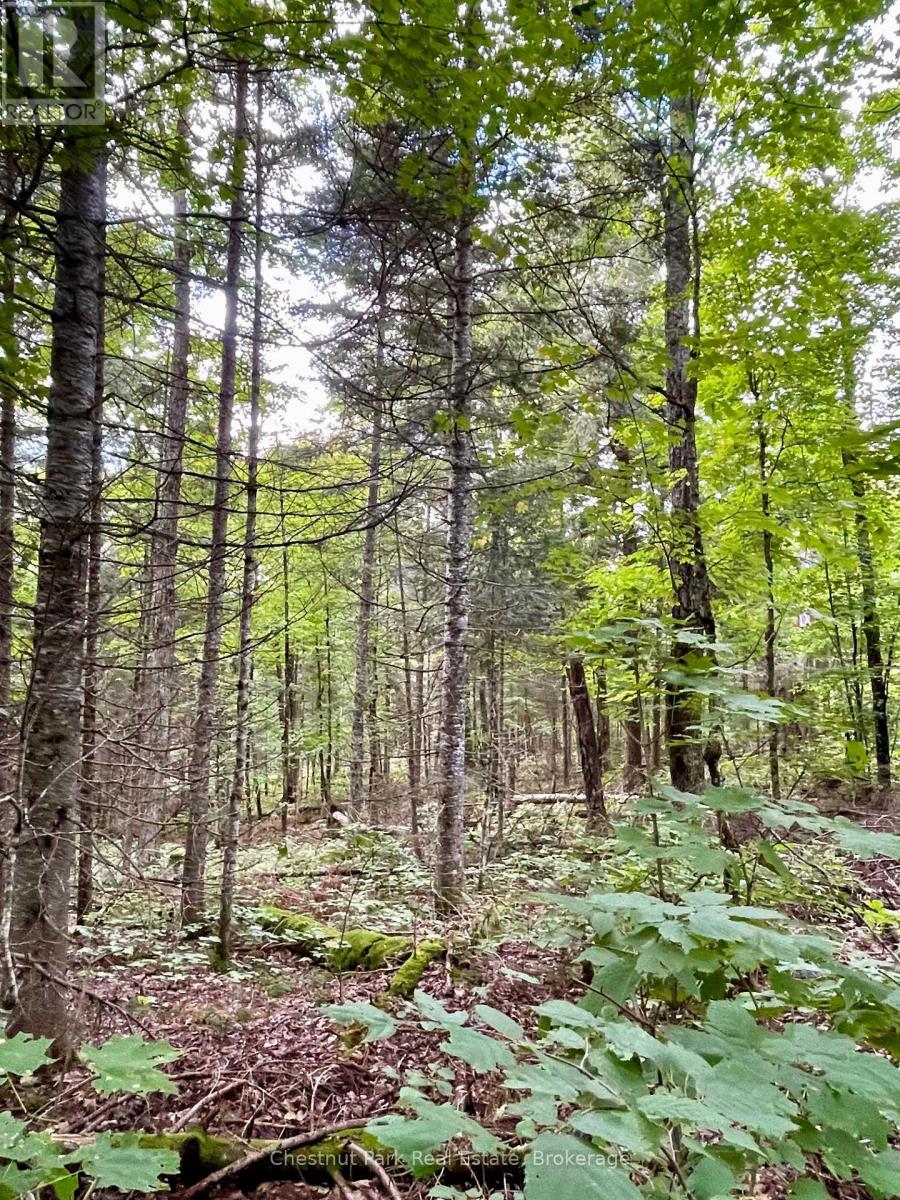 0 Cardwell Lake Road, Huntsville, Ontario  P0B 1M0 - Photo 29 - X12908454