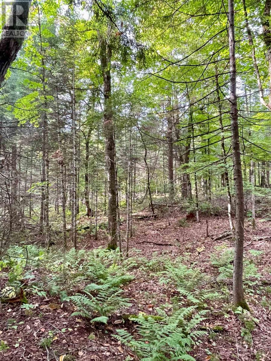 0 Cardwell Lake Road, Huntsville, Ontario  P0B 1M0 - Photo 30 - X12908454