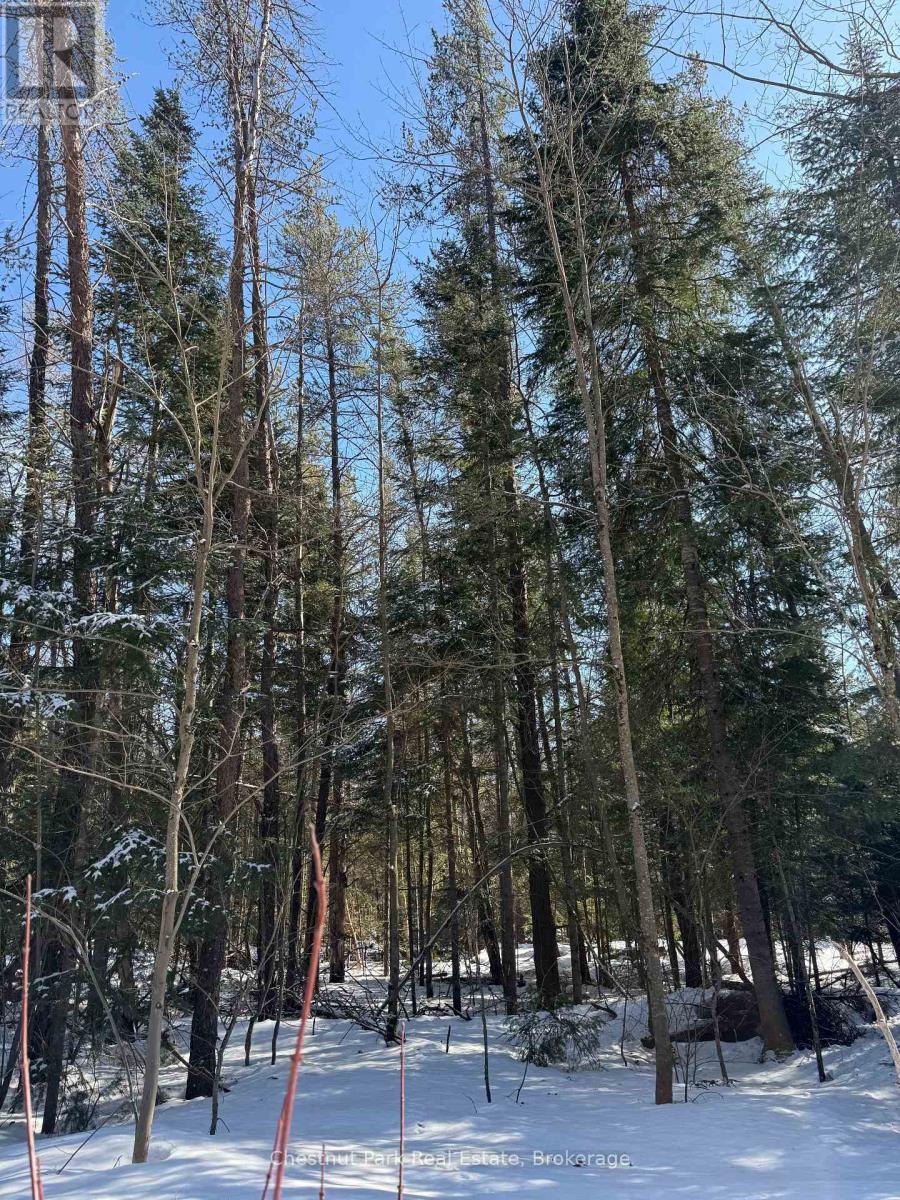 0 Cardwell Lake Road, Huntsville, Ontario  P0B 1M0 - Photo 34 - X12908454