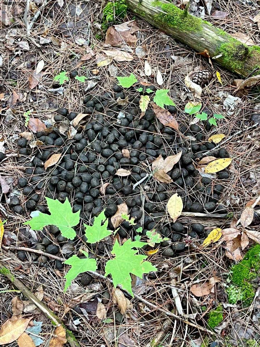 0 Cardwell Lake Road, Huntsville, Ontario  P0B 1M0 - Photo 39 - X12908454