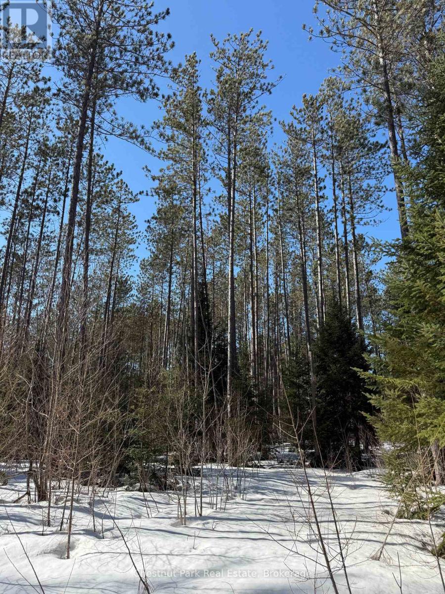 0 Cardwell Lake Road, Huntsville, Ontario  P0B 1M0 - Photo 6 - X12908454