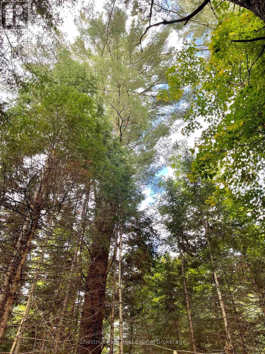 0 Cardwell Lake Road, Huntsville, Ontario  P0B 1M0 - Photo 7 - X12908454