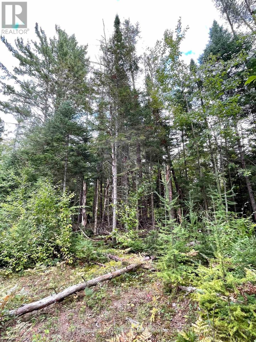 0 Cardwell Lake Road, Huntsville, Ontario  P0B 1M0 - Photo 9 - X12908454