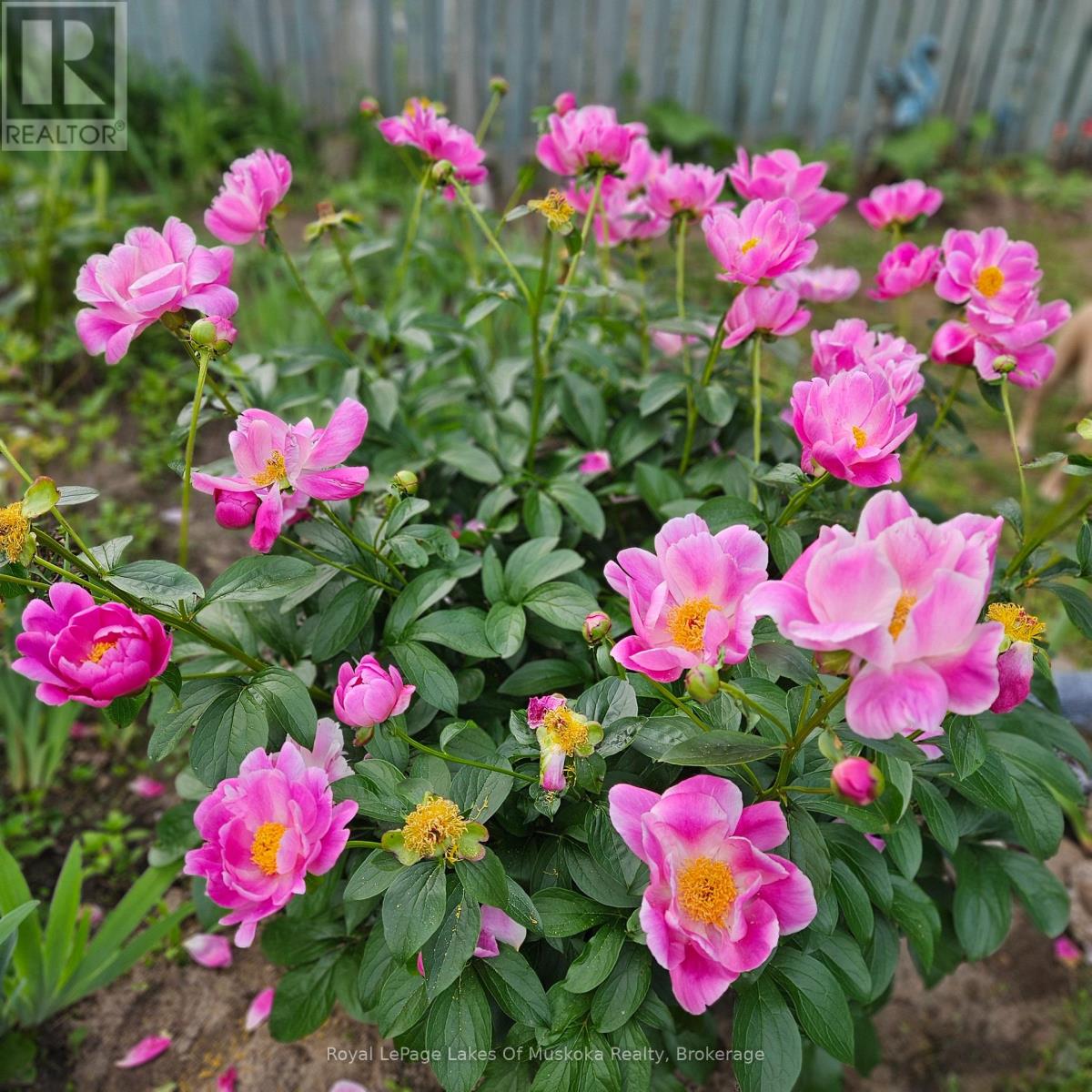 16 Rogers Road, Huntsville, Ontario  P1H 1T1 - Photo 32 - X12942296