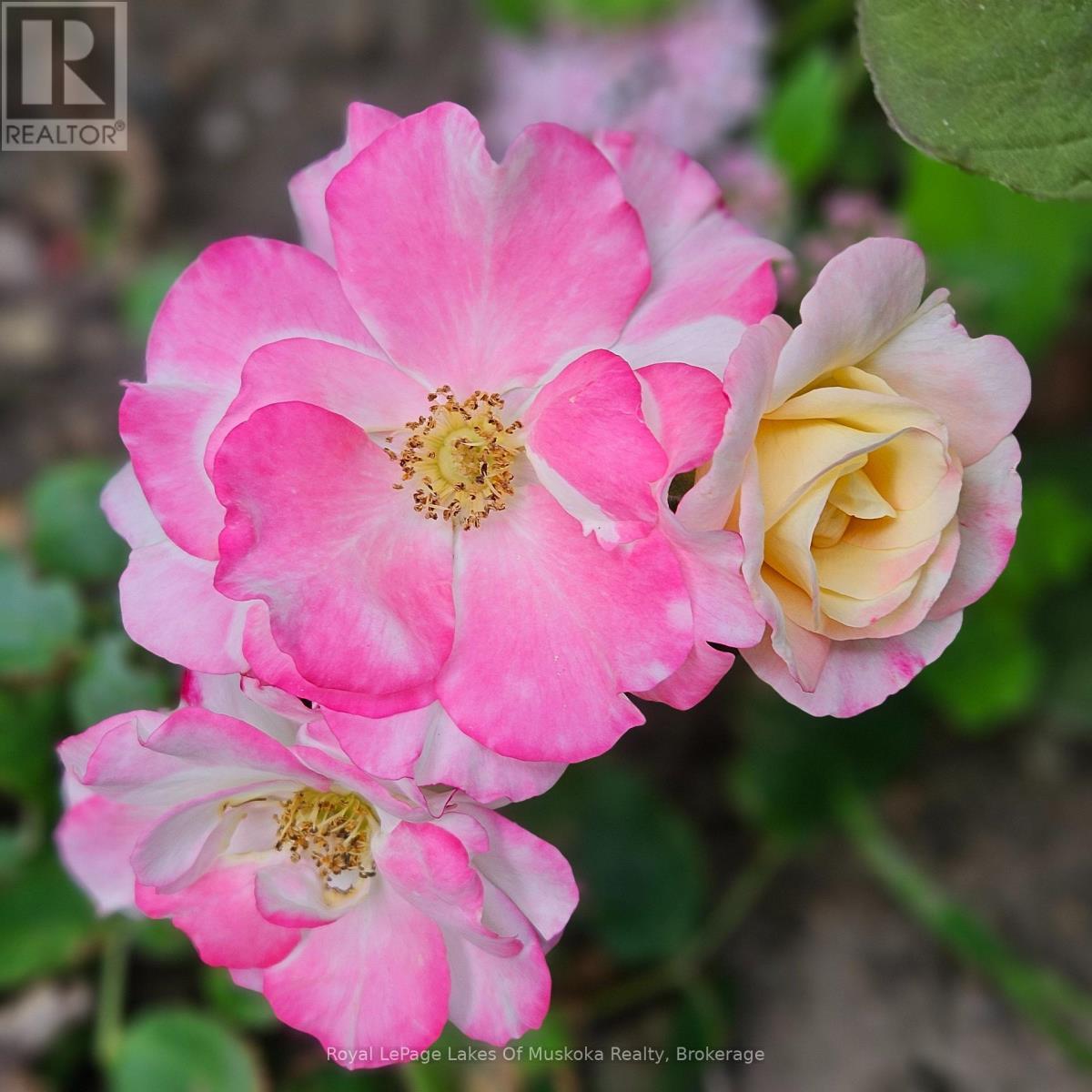 16 Rogers Road, Huntsville, Ontario  P1H 1T1 - Photo 35 - X12942296