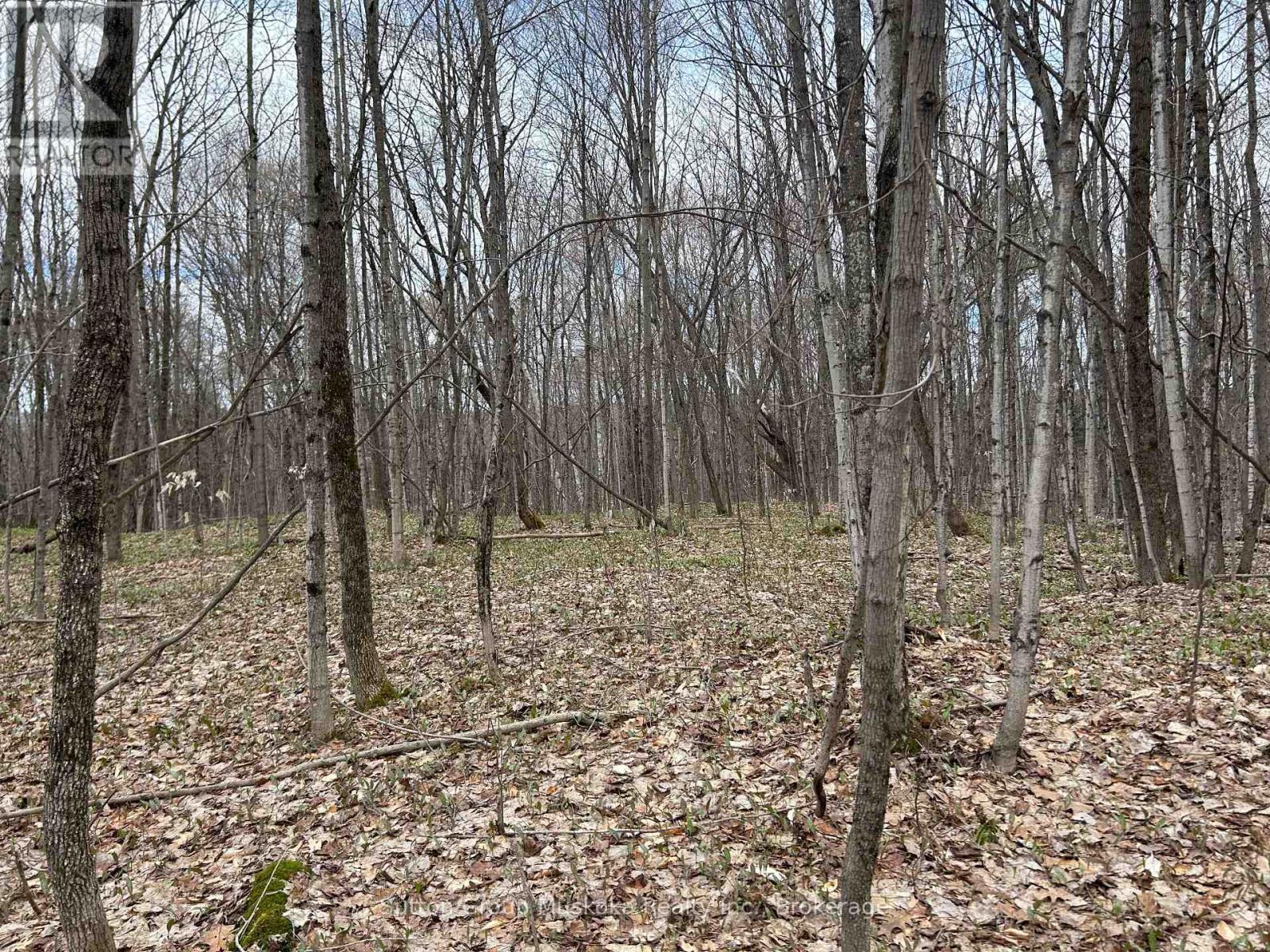 0 Tally Ho Winter Park Road, Lake Of Bays, Ontario P1H 2J3 - Photo 12 - X12953526
